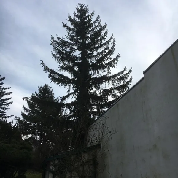 Galerie Bild